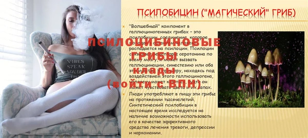 крисы Абаза